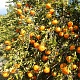 Апельсиновые сады - изюминка Кипра